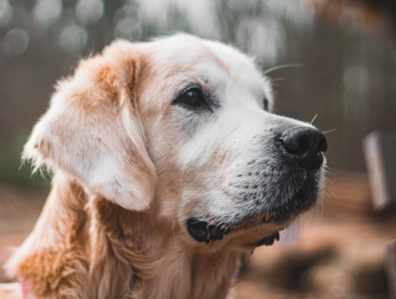Hunde sind im artHOTEL Magdeburg herzlich willkommen